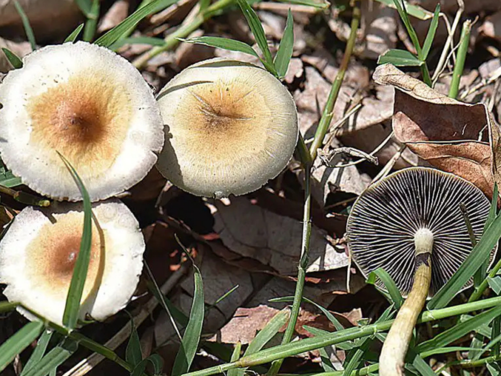 Louisiana Senate Approves Opioid Settlement Funding for Psychedelic Clinical Trials