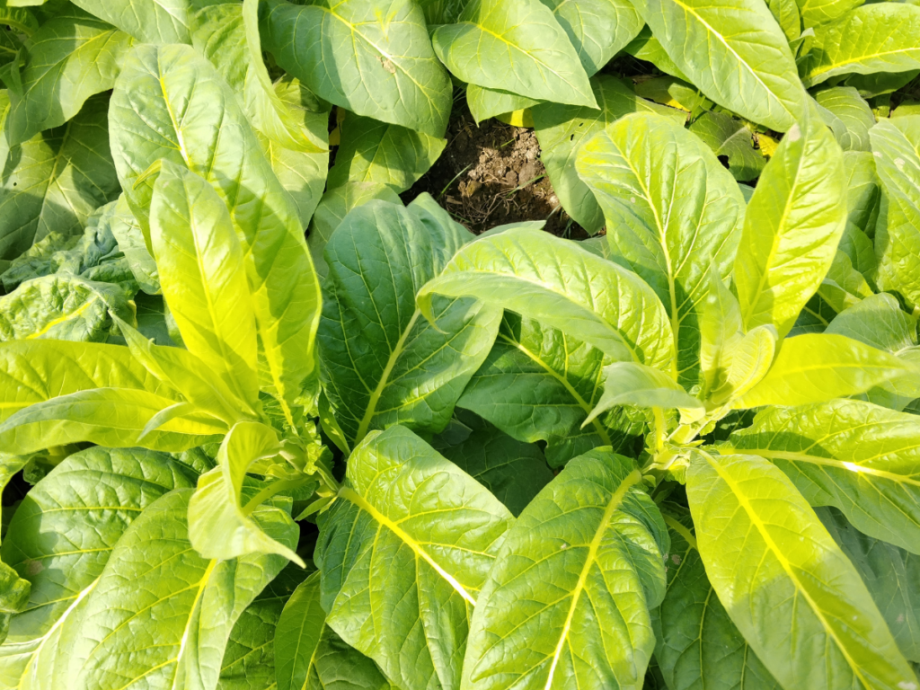 The Future of Biosynthesis: Engineering Tobacco for Multi-Compound Psychedelic Production